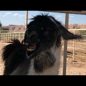 Meet your Posher, Ana